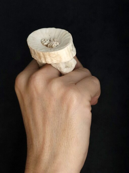 Vegan Ivory Roman Ring Size 7.5 - Image 3